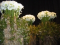 2010-gand-les-floralies-099